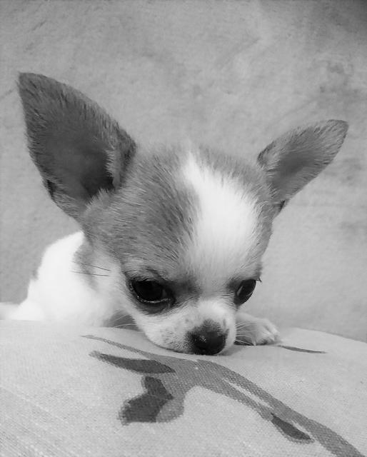 Dieses nachdenkliche kleine Kerlchen ist "Apu" | Foto: Herbert Grill