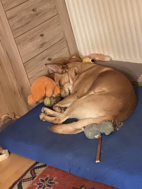 Auch freche Hunde sind mal müde - Hund Rico wurde vom Schlaf übermannt | Foto: Alexander Lehner