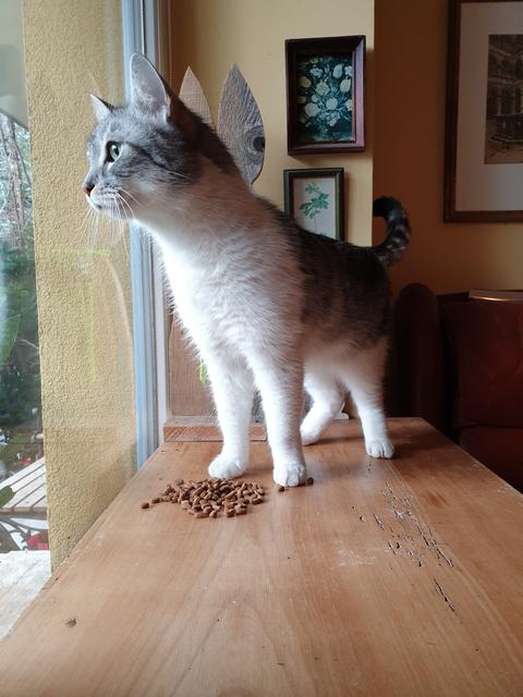 Wer vermisst diese hübsche Katze?