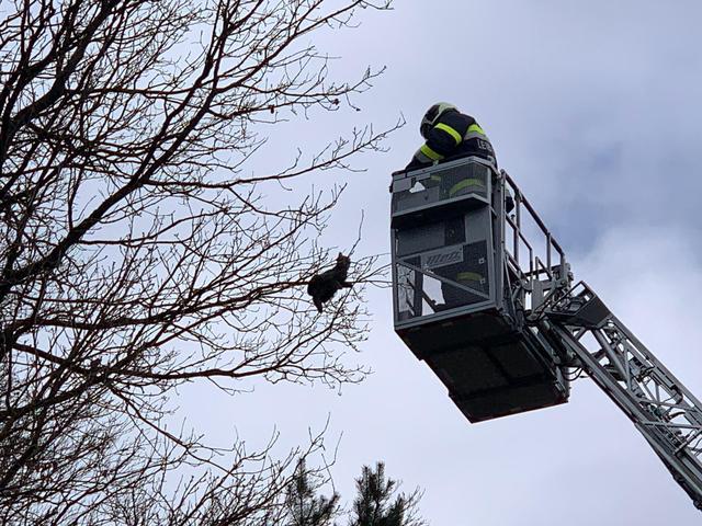 Mit einer Drehleiter konnte die Katze vom Baum gerettet werden.