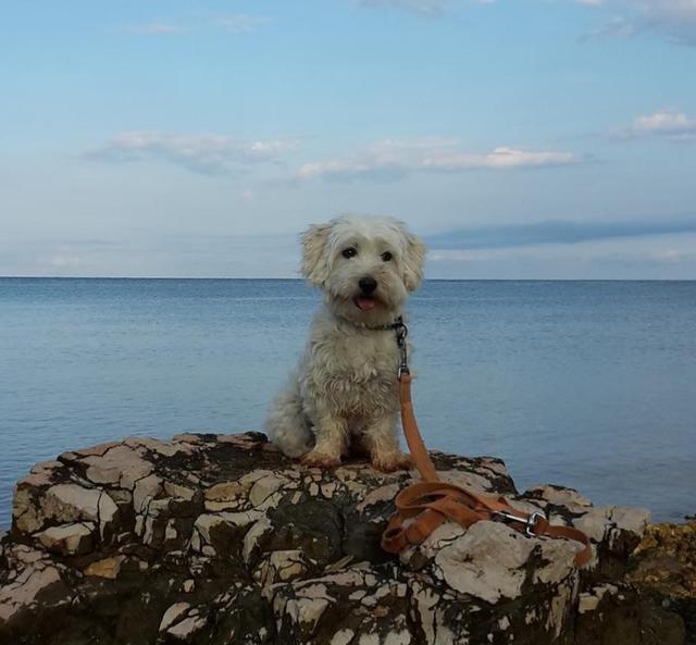 Dieser treue Begleiter hört auf den Namen "Benchy" | Foto: Sonja Schmid