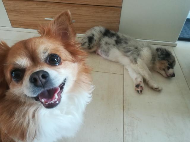 "Der erste Tag im neuen Zuhause" - Barney &amp; Alvin freuen sich sichtlich | Foto: Victoria Kazelt