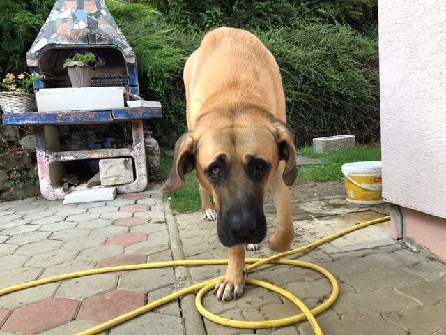 Delta ist groß, aber so lieb!  | Foto: Margit Manche