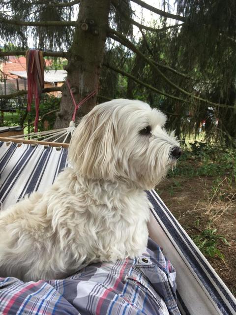 Er passt auf Frauchen auf - sogar wenn sie in der Hängematte liegt | Foto: Sonja Schmid