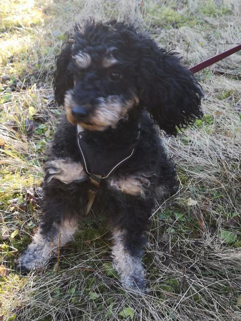Hunde-Dame "Ginger" trotzt für ihren Spaziergang dem Wetter | Foto: Irene Brandstetter