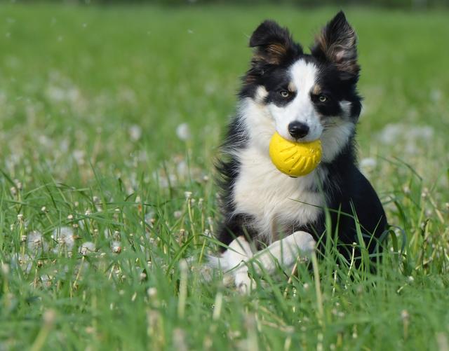 In Peggau entsteht eine Hundewiese.