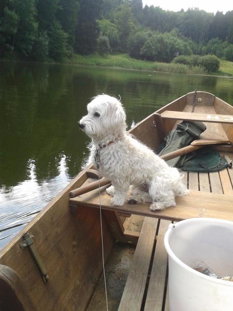 Zu seinen Freizeitaktivitäten zählt auch das Fischen mit Herrchen | Foto: Sonja Schmid