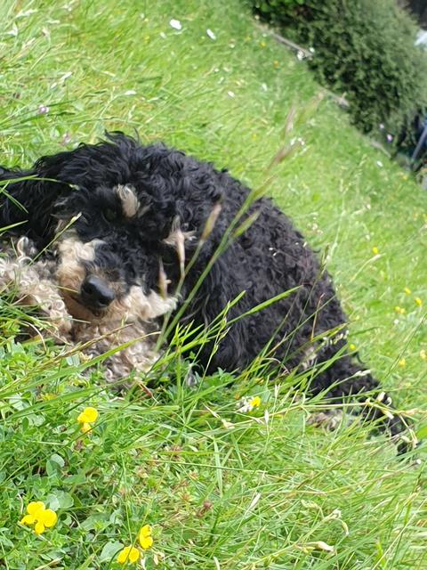 "Chillen in einer Blumenwiese ist das Beste!" | Foto: Irene Brandstetter