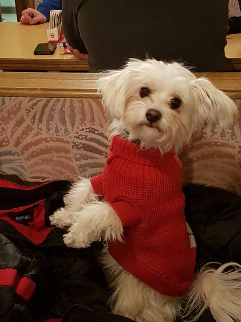 8 Jahre alte Mini-Malteser-Dame "Puppi" macht Männchen für ein Leckerli | Foto: Hans Fuchs