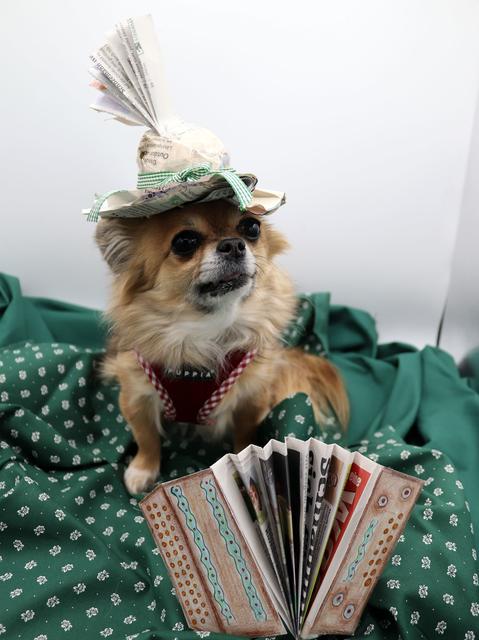 Steirerhut: Claudia Hubers Hund hat das perfekte Outfit. | Foto: KK