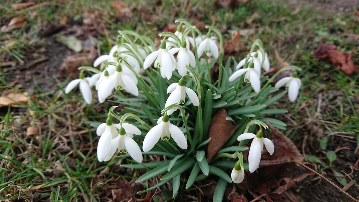 Krokus Thema Auf Meinbezirk At