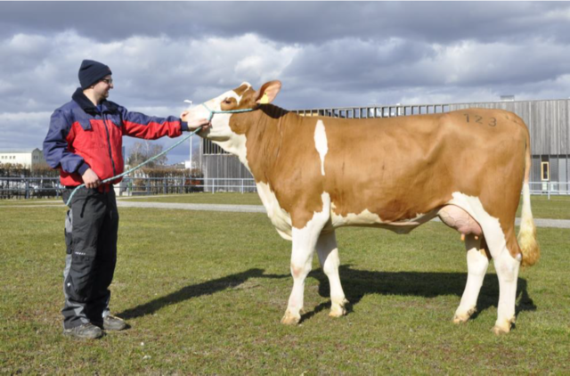 Auf den Versteigerungen in Ried werden immer mehr genetisch hornlose Tiere angeboten. Die natürlich hornlose Mahango-Tochter Herta Pp* vom Betrieb Zauner aus Münzkirchen erzielte einen Preis von 2.360 Euro.