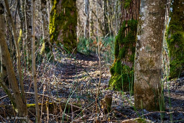 ..........es ist immer schön,seine Runde durch den Wald zu machen......