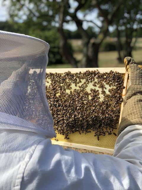 Die Zahl der Honigbienen sinkt dramatisch.