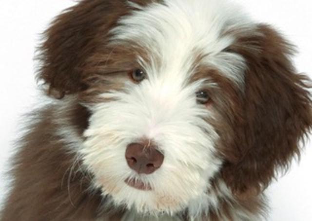 Dieses flauschige Kerlchen hört auf den Namen "Finja" | Foto: Christine Thumberger