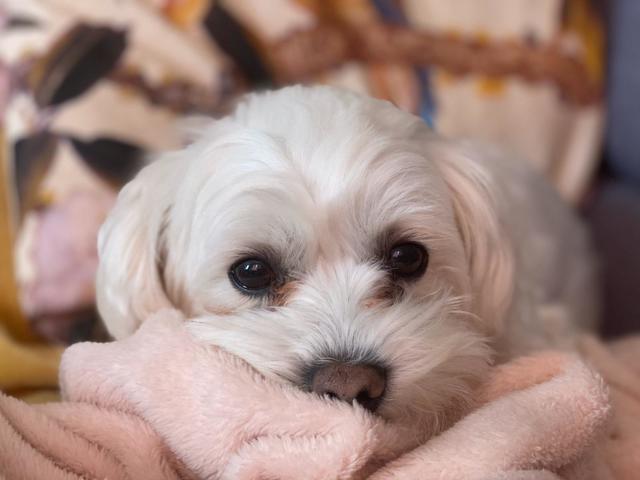 Anton Amadeus Ludwig - ein großer Name für ein kleines Hündchen | Foto: Sophie Anna Melichar