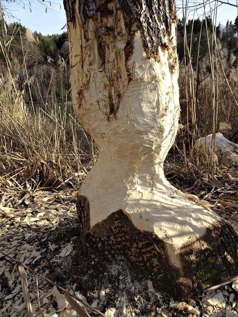 Holzfäller mit starken Zähnen: Der Biber!
Die Nagezähne sind bei erwachsenen Tieren wirklich scharf wie ein Rasiermesser, das ist auch notwendig um die großen und kleine Bäume fällen, in transportable Längen zerteilen, als auch die Rinde der Äste abnagen zu können.