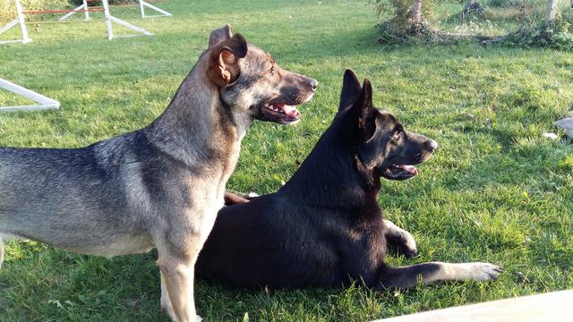 Kimi und Nanuk halten nach Leckerlis Ausschau | Foto: Kerstin Kotzinger