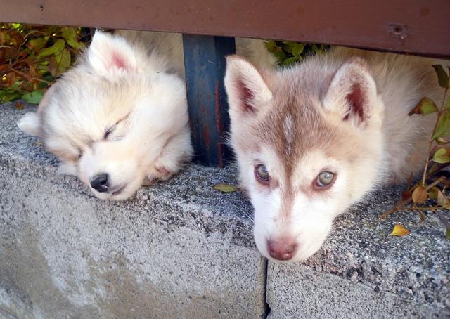 Die beiden Welpen "Fae &amp; Inu" gönnen sich eine Pause | Foto: Otto Abt