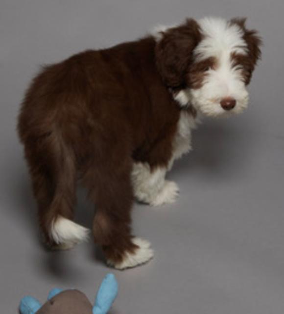 Die 3 Monate alte Hundedame posiert hier gekonnt bei einem Fotoshooting | Foto: Christine Thumberger