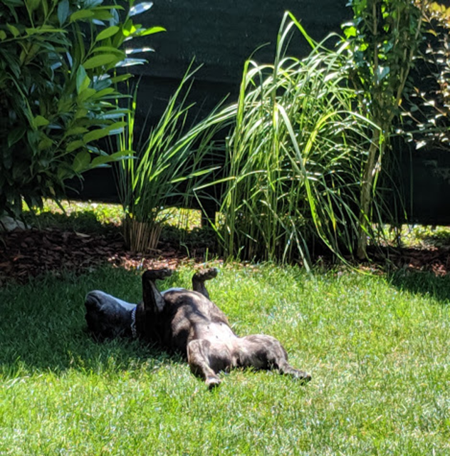 Einfach mal die Sonne auf's Bäuchlein scheinen lassen, denkt sich Hundedame Mila | Foto: Roland Karner