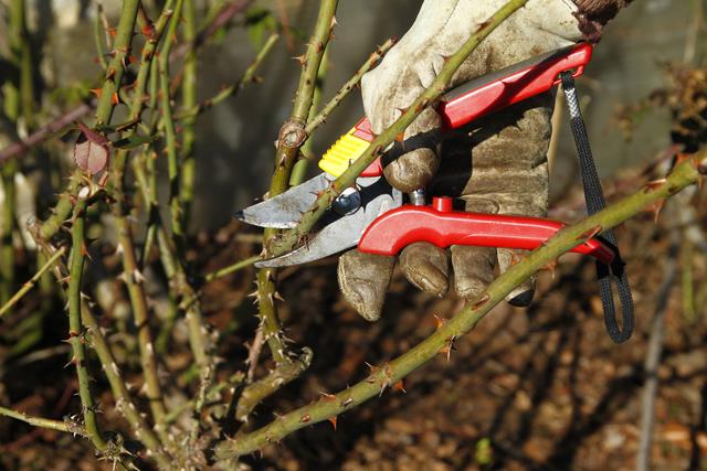 Im Frühling wird es Zeit, die Rosen zu schneiden.