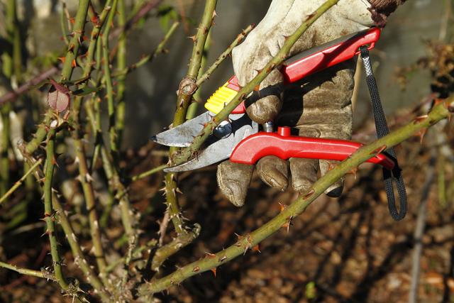 Im Frühling wird es Zeit, die Rosen zu schneiden.  | Foto: AdobeStock