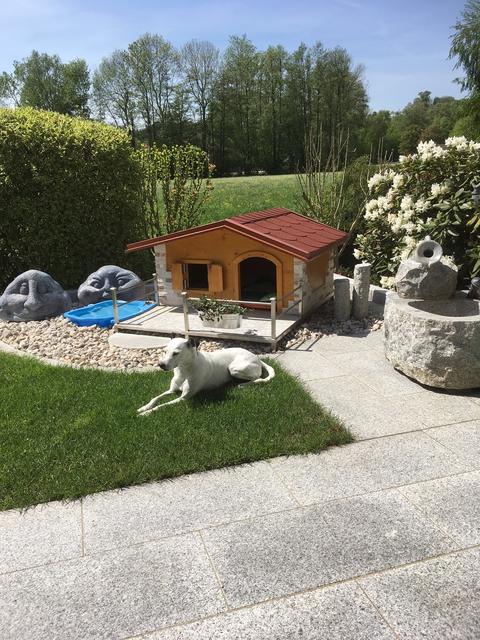 Soy ist Besitzerin dieses opulenten Hundehauses | Foto: Susanne Jesina