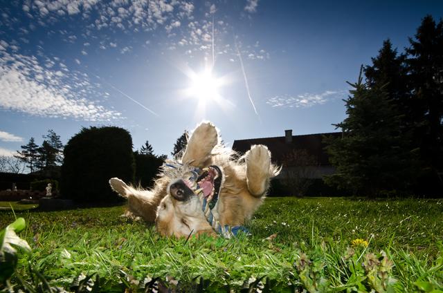 Golden Retriever Robin geht völlig im Spiel mit seinem Seil auf  | Foto: Michael Zdesar