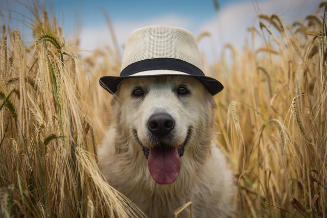 Lenny versteckt sich gut im goldenen Weizen, aber nicht gut genug | Foto: Michael Zdesar