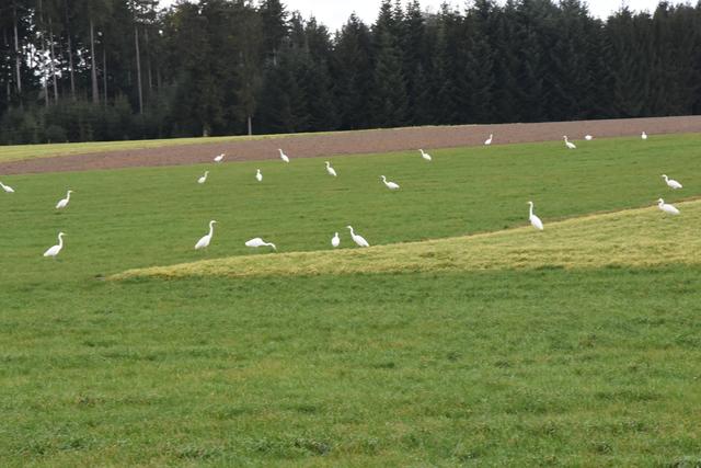 Silberreiher fressen kleine Tiere – egal ob im Wasser oder am Land.