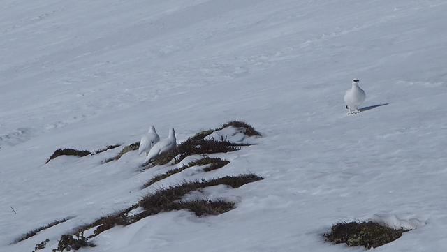 Schneehühner im Winterkleid