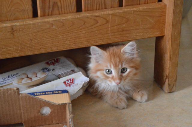 Die kleine Minki hat bereits ein neues Zuhause gefunden. | Foto: Berger