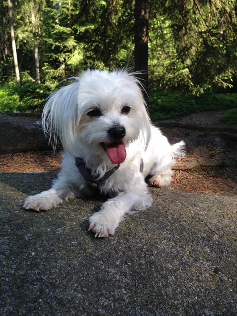 Hunde-Dame Sunny bei einer kleinen Rast an einem heißen Tag | Foto: Brigitte Blümel