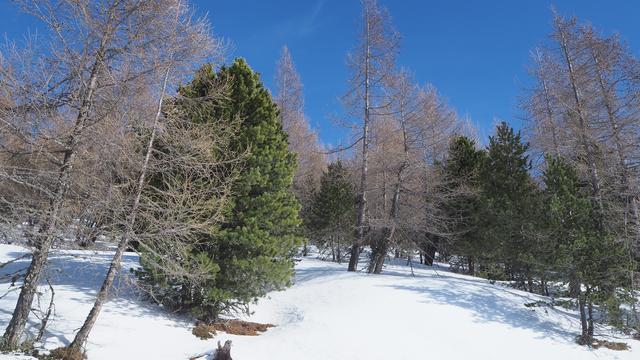 Zwischen Zirben und Lärchen hinunter ins Tal.