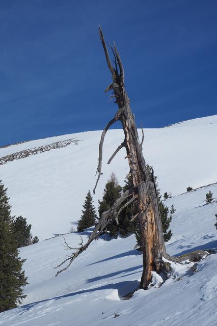 Ein Baumgerippe, das sicher viel erzählen könnte.
