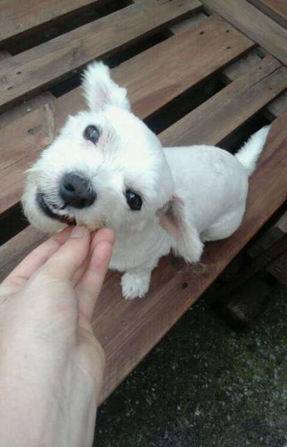 Nach dem Spaziergang gibt's erst mal ein Leckerli | Foto: Jacqueline Schmied