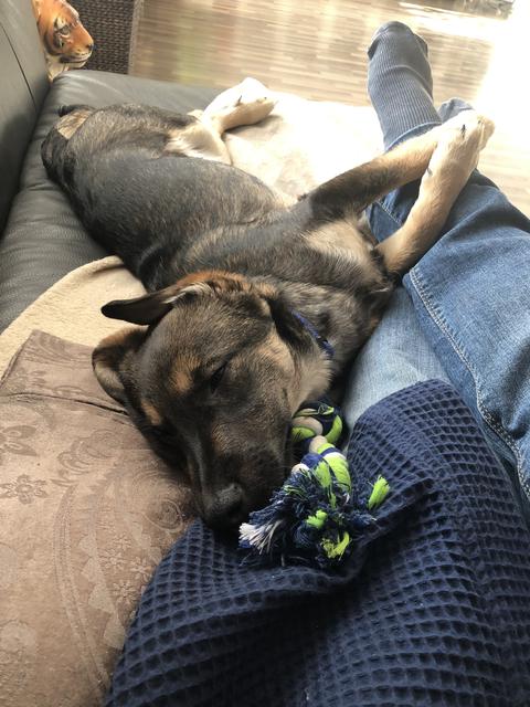 David und das Kauspielzeug  | Foto: Peter A. Stahl