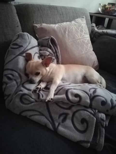 Coco ganz müde auf der Couch | Foto: Anita Eckert