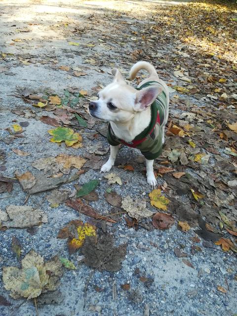 Coco in ihrem Herbstoutfit im Harach Park | Foto: Anita Eckert