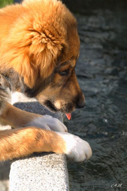 Da würde die 8 Monate alte Hündin gerne reinspringen | Foto: Armin Mavc