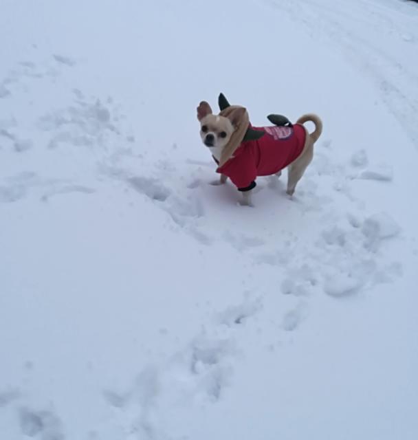 "Schneehäschen" Coco | Foto: Anita Eckert