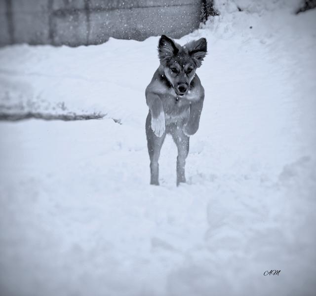 "So hoch kann ich hüpfen" | Foto: Armin Mavc