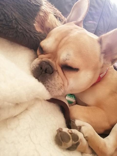 Hündchen Sunny wird bei seinem Schläfchen ungern gestört | Foto: Natalie Schützenhofer