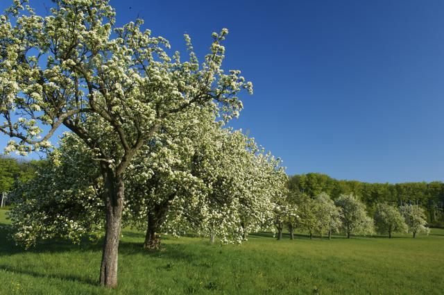 Streuobstwiesen wie jene im Wienerwald zählen zu den artenreichsten Lebensräumen Mitteleuropas.  | Foto: ÖBf-Archiv/Franz-Josef Kovacs