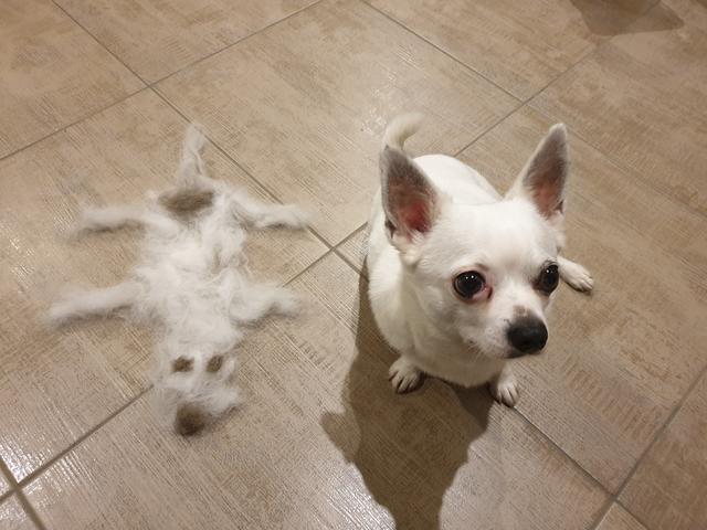 "Oh Gott, ein zweiter Hund? Zum Glück bin ich süßer" | Foto: Nicole Landstätter