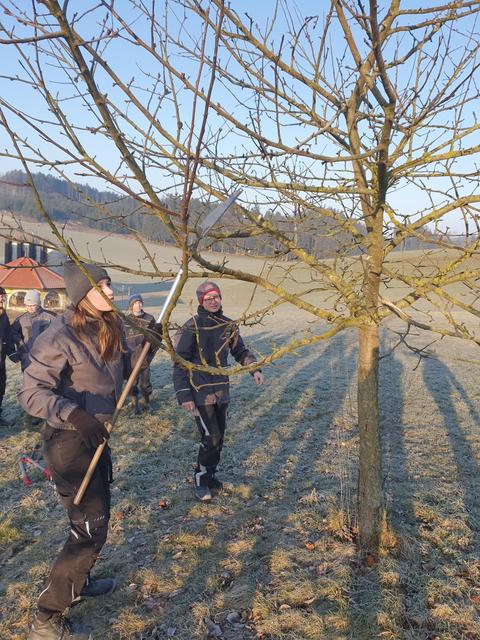 Mit Säge und Zange werden Äste gestutzt. | Foto: LWBFS Waizenkirchen