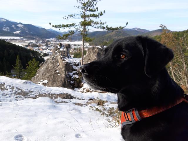 4 Jahre alte Hundedame Amy  | Foto: Helga Schwarz