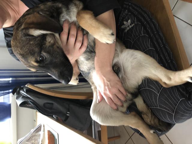 "Bauchi kraulen"  | Foto: Peter A. Stahl