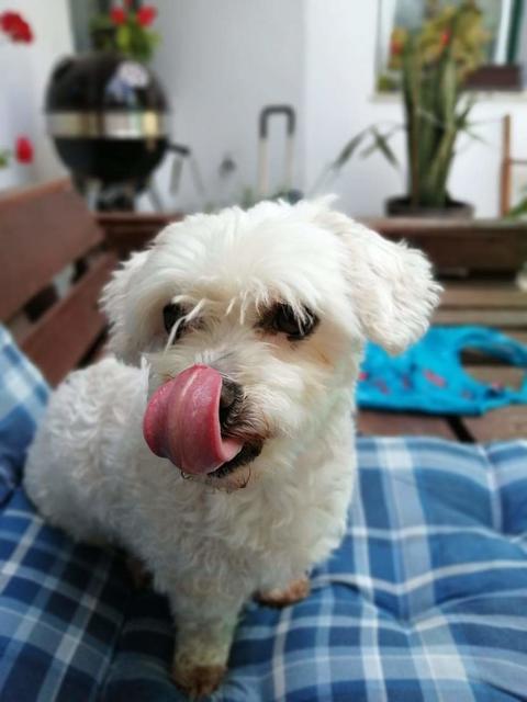 ..nach dem Essen, erst mal Schnauze putzen. | Foto: Jacqueline Schmied